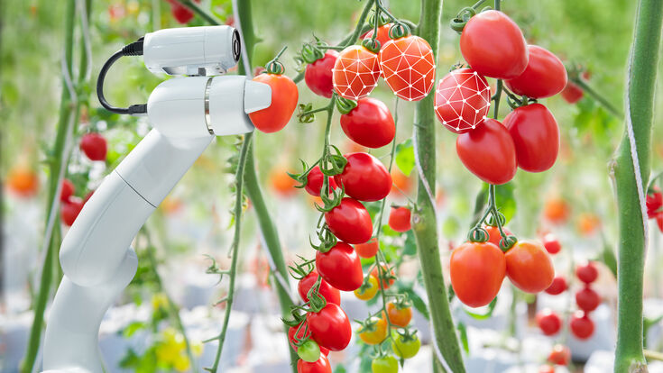 © Getty Images/iStockphoto Image processing technology was apply with The robot to used to harvesting tomatoes in agriculture industry